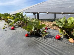 enerjisadan agrivoltaik tarim uygulamalari 5Im4FRhW.jpg